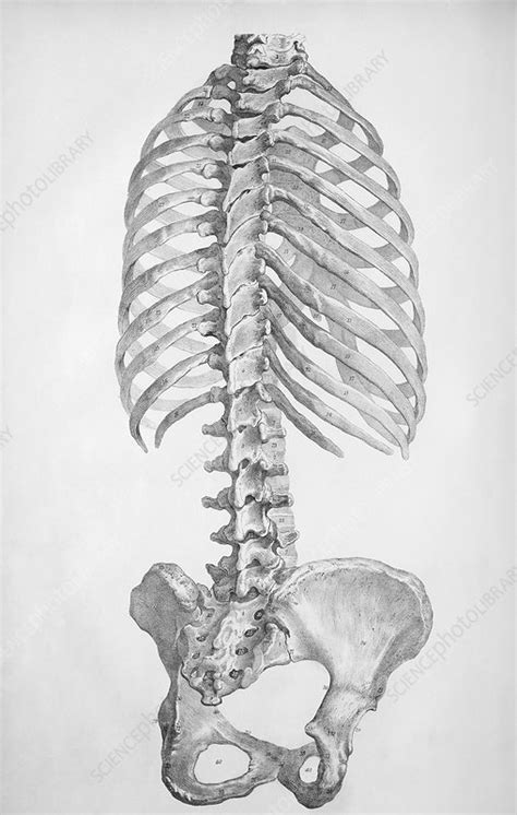 Torso bones - Stock Image - N120/0015 - Science Photo Library