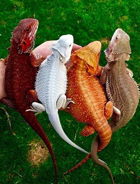 Pin on AnimalWorldFun@Artie | Bearded dragon cute, Cute reptiles, Animals