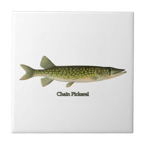 Chain Pickerel Illustration Ceramic Tile | Zazzle