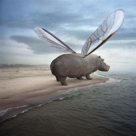 36 best Flying Hippos images on Pinterest