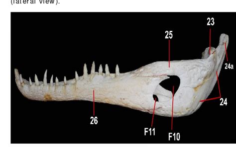 Crocodile Skull Anatomy