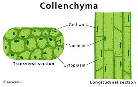 Collenchyma – Definition, Meaning, Characteristics, Functions