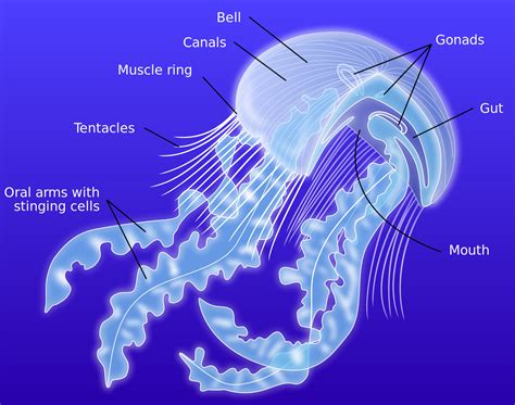 Anatomy of a jellyfish-en - Jellyfish - Wikipedia | Quallen, Meeresbiologie, Qualle