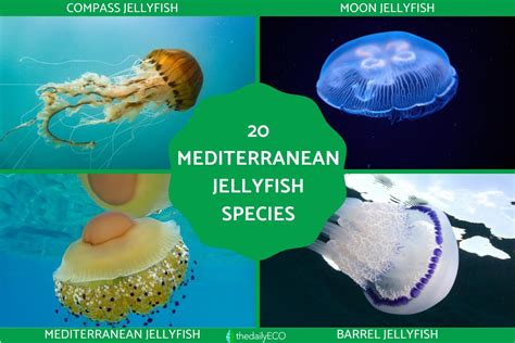 20 Mediterranean Jellyfish Species - With Photos