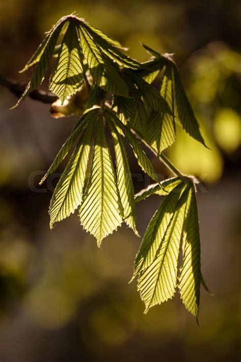 Leaves of chestnut | Stock image | Colourbox