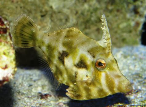 Aiptasia Eating Filefish – Exotic Sealife