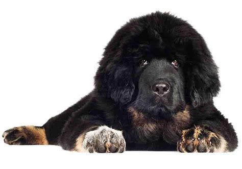 Are Tibetan Mastiff Dogs Dangerous or Aggressive?