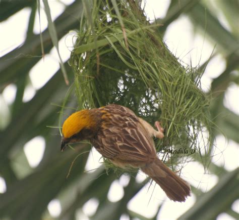 Weaver Bird or Baya as it is Known in Hindi – Travel Tales from India ...