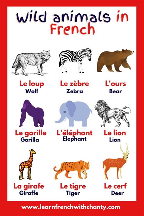 Learn Wild Animal Names in French