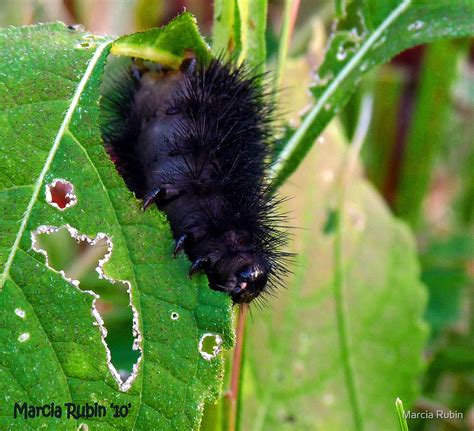 "Giant Leopard Moth - Caterpillar" by Marcia Rubin | Redbubble