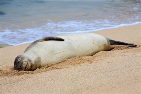 How Many Hawaiian Monk Seals Are Left 2024 - Tracy Millie