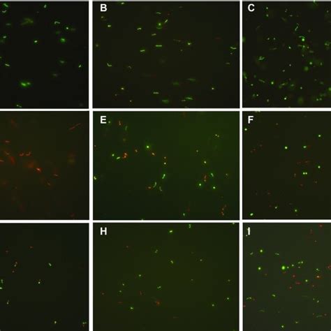 (A) Growth curve of B. burgdorferi strain B31 in vitro. (B ...