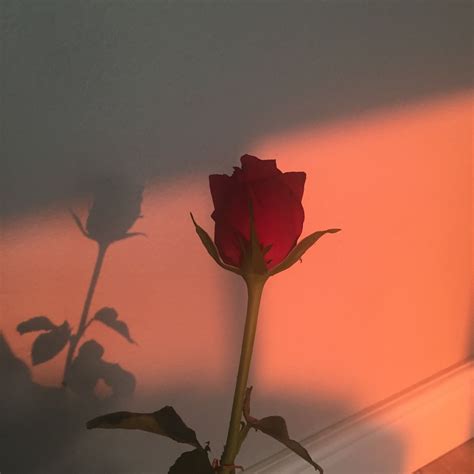 Aesthetic Red Roses Transparent Background - meandastranger