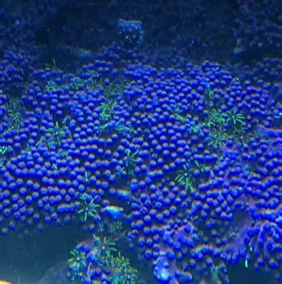 Green Star Polyps Coral Care - Saltwater Aquarium Blog