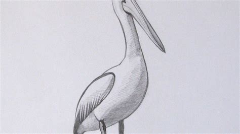 How To Draw A Realistic Pelican - DIY Crafts Tutorial - Guidecentral ...