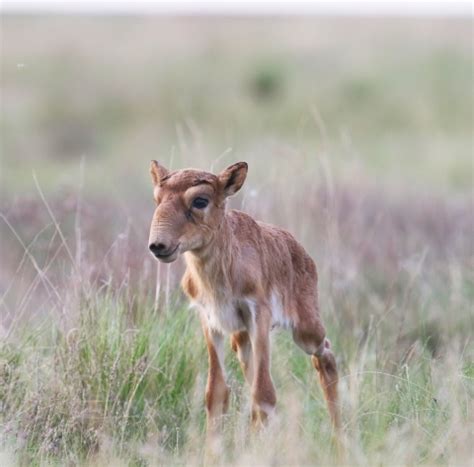 Saiga Antelope: A Conservation Success Story | U.S. Fish & Wildlife Service