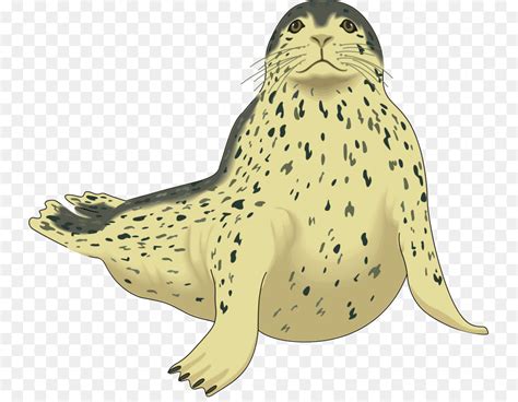 Seal clipart leopard seal, Picture #3142512 seal clipart leopard seal