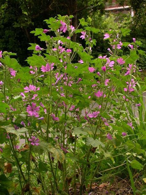 Malva sylvestris (high mallow): Go Botany