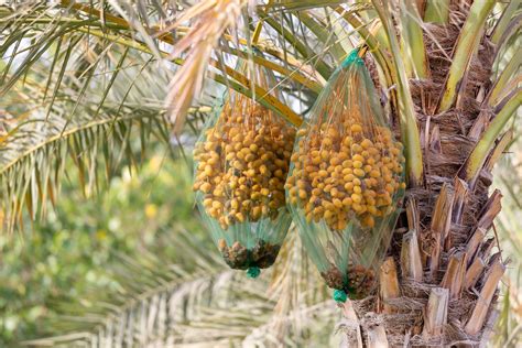 35 Pygmy Date Palm Seeds dwarf P. Roebelenii Edible Fruit | Etsy