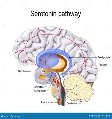 Serotonin Pathway. Vector Diagram Stock Vector - Illustration of dementia, amygdala: 117778752