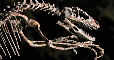 Deinonychus | Yale Peabody Museum