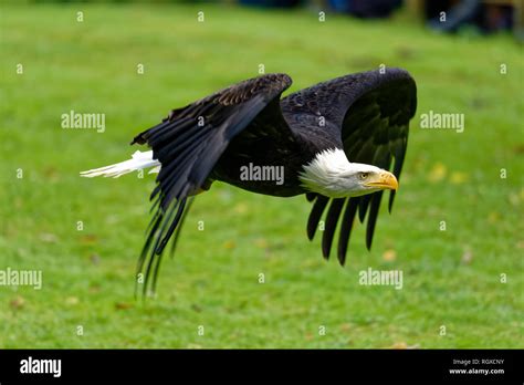 White tailed Eagle Stock Photo - Alamy