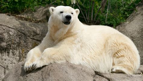 Tundra, 29-year-old polar bear, dies at Detroit Zoo