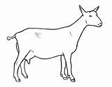 Dairy Goat Nubian Goats Pages Drawings Draw Farm Coloring Colouring  sketch template