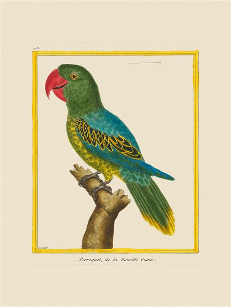 Martinet Birds : Nostalgia Fine Art - Antique Prints - Giclee Prints - Framed Art