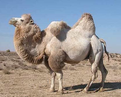 Bactrian Camel - The Two-hump, Asian Camel | Animal Pictures and Facts ...