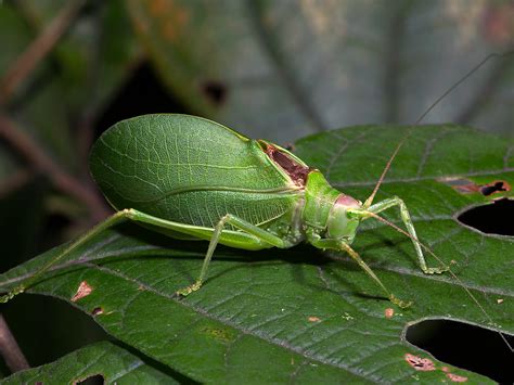 Common True Katydid | Songs of Insects