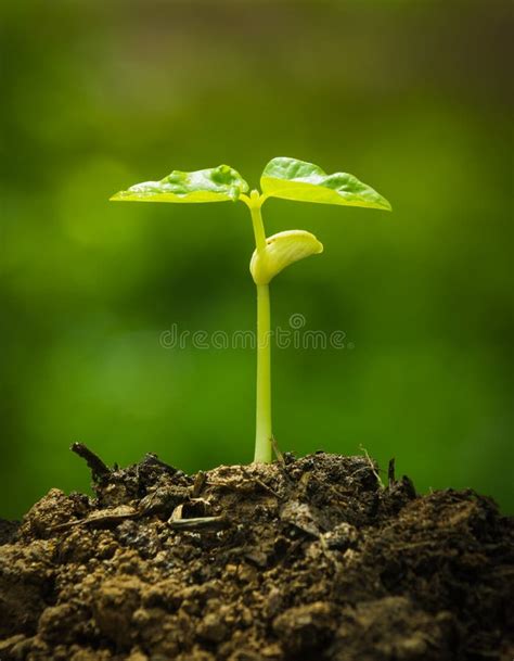 Green sprout growing stock image. Image of leaf, small - 34712223