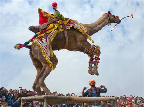 Bikaner Camel Festival in Rajasthan, India