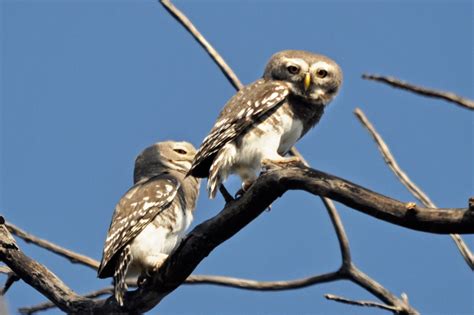 The Enigma of the Forest Owlet | Conservation India