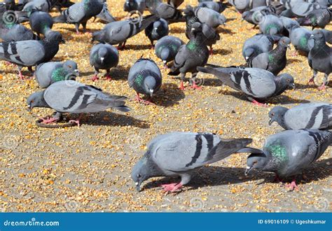 Crow Pigeons Feeding, Jaipur Rajasthan India Stock Image - Image of open, crow: 69016109