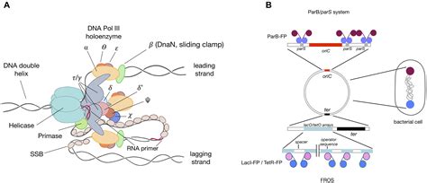 Frontiers | Where and When Bacterial Chromosome Replication Starts: A Single Cell Perspective