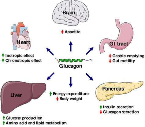 Glucagon function, production, glucagon injection & glucagon side effects