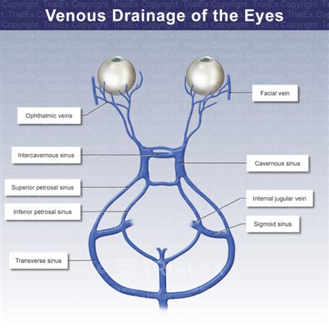 Venous Drainage of the Eyes - Trial Exhibits Inc.