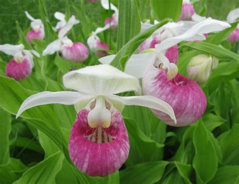 Minnesota state flower Lady Slipper | homeschool - M&M co-op - Midwest ...