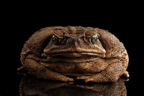 ‘Toadzilla’, the world’s largest cane toad - 2SER