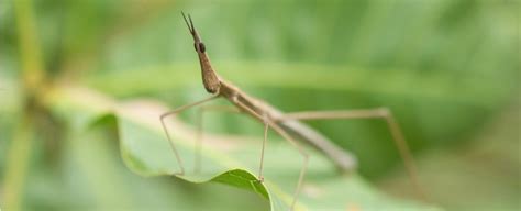 Stick Insects Have a Bizarre Way to 'Survive' Being Eaten : ScienceAlert