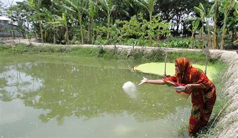 Gender Perspective: Rice Production vs. Fish Culture | CPD