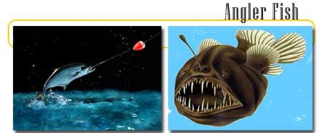 Angler Fishes - info and games