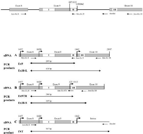 Schematic structure of the 3 -end region of the rat aromatase gene and ...