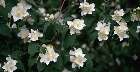 mock-orange-in-bloom - Idaho Pictures - Idaho - HISTORY.com