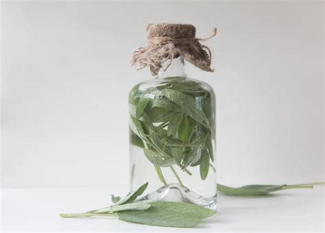 14 Innovative Ways To Use Sage Leaves