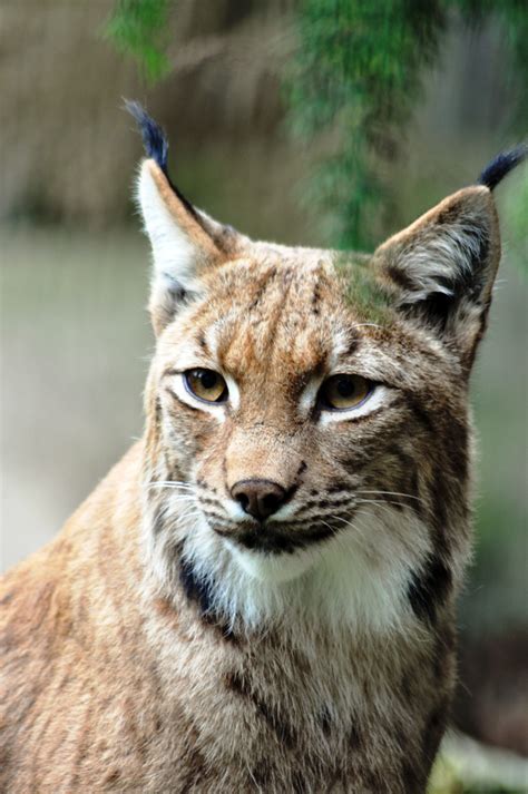 picture of lynx cat : Biological Science Picture Directory – Pulpbits.net