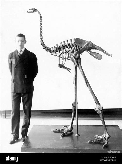 GIANT MOA SKELETON. /nSkeleton of a giant moa (Dinornis giganteus), an extinct flightless bird ...