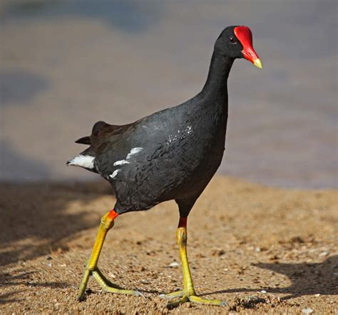 Moorhen - Alchetron, The Free Social Encyclopedia