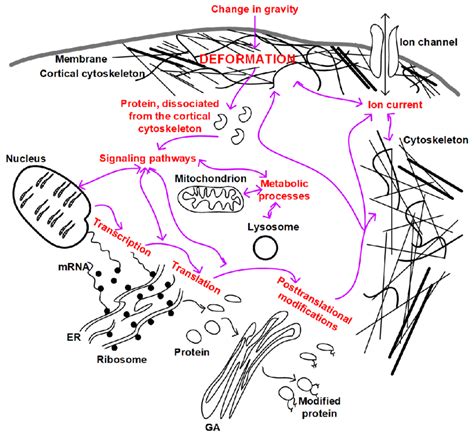 Relationship of mechanotransduction pathways in a single cell. The main ...